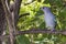 Birdie greyish blue tanager on the branch brazilian garden