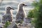 Birdie seagulls