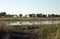 Birdlife, Okavango Delta, Botswana