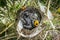 Birdnest from above with newly hatched blackbirds