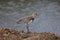 Birdquero-quero vanellus chilensis wild animal nature