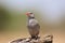 Birds of Africa 2 - Melba Finch