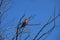 BIRDS- Africa-  A Beautifully Colorful Wild Lilac-Breasted Roller