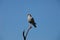 BIRDS- Africa- Close Up of an African Goshawk Perched High