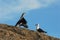 BIRDS- Africa- Close Up of a Colorful Egyptian Goose Confronting a Seagull