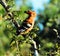 BIRDS- Africa- Close Up of an Odd Looking Colorful Wild African Hoopoe