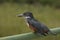 Birds in Africa, Giant Kingfisher