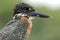 Birds in Africa: Giant Kingfisher