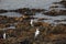 BIRDS- Africa- Pengunis Struggling Across Rough, Sharp Rocks