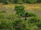 BIRDS- Africa- Three Beautiful Cape Glossy Starlings