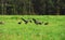 BIRDS- Alaska- A Flock of Sandhill Cranes Feeding in Tall Grass