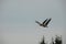 BIRDS- Alaska- Two Sandhill Cranes In Flight Over Trees