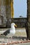 Birds of Alcatraz