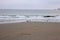 Birds along the Drakes Beach, Point Reyes National Seashore, Marin County, California