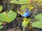 Birds along Tram Road Trail to Shark Valley Observation Tower in Everglades National Park in Florida