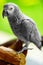 Birds, Animals. African Grey Parrot, Jako. Travel, Tourism. Thai