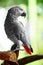 Birds, Animals. African Grey Parrot, Jako. Travel, Tourism. Thai