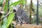 Birds, Animals. Closeup Portrait Of African Grey Parrot Psittacus Erithacus Or Jako. Travel To Thailand, Asia. Tourism.