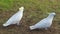 Birds and Animals - Cockatoos feeding in a park in Sydney NSW Australia