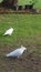 Birds and Animals - Cockatoos feeding in a park in Sydney NSW Australia