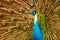 Birds, Animals. Peacock With Expanded Feathers. Thailand, Asia.