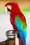 Birds, Animals. Red Scarlet Macaw Parrot. Travel, Tourism. Thailand, Asia.