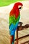 Birds, Animals. Red Scarlet Macaw Parrot. Travel, Tourism. Thailand, Asia.