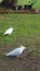 Birds and Animals - Two cockatoos looking for food in the park in Sydney NSW Australia