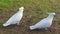 Birds and Animals - Two cockatoos in parkland s in Sydney NSW Australia