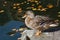 Birds and animals in wildlife. Close up of a Mallard Duck. Femal