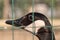 Birds and Animals in Wildlife: Closeup of Beautiful Duck Behind