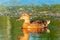 Birds and animals in wildlife concept. Amazing duck swims in lake or river with blue water under sunlight landscape