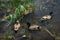 Birds and animals in wildlife concept. Female and two male mallards swim in the pond in search of food