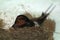 Birds and animals in wildlife. The swallow feeds the baby birds
