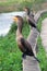 Birds asking for food, Everglades, Florida