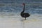 BIRDS- Australia- Close Up of a Beautiful Wild Black Swan Wading in the Sea