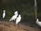 BIRDS- Australia- Close Up of Royal Spoonbills and Snowy Egret