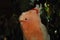 BIRDS- Australia- Close Up of a Wild Major Mitchell`s Cockatoo
