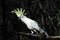 BIRDS- Australia- Close Up of a Wild Sulphur Crested Cockatoo