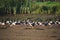 BIRDS- Australia- Large Format Shot of a Large Flock of Wild Magpie Geese on a Beach