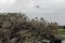 BIRDS- Australia- Panorama of an Ibis Rookery With Many Birds