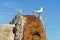 BIRDS- Australia- A Silver Gull Standing on a Water Wheel Ruin