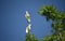 BIRDS- Australia- Two Cute Wild Cockatoos Perched High