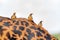 birds on the back of a wild giraffe in the Serengeti national park in the heart of Africa