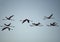 BIRDS- Bahamas- Close Up Silhouette of Flying Flamingos