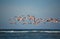 BIRDS- Bahamas- A Flock of Flamingos Flying Over the Sea