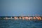 BIRDS- Bahamas- A Flock of Greater Flamingos on a Sea Shoal