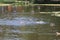 Birds bathing in the city park pond in summer time, Zelenogradsk, Russia