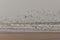 Birds on the beach