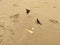 birds on beach resorts